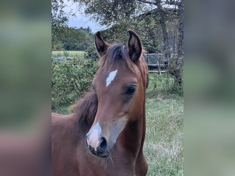 Arabiskt fullblod Hingst Föl (04/2024) Brun in Riedlingsdorf