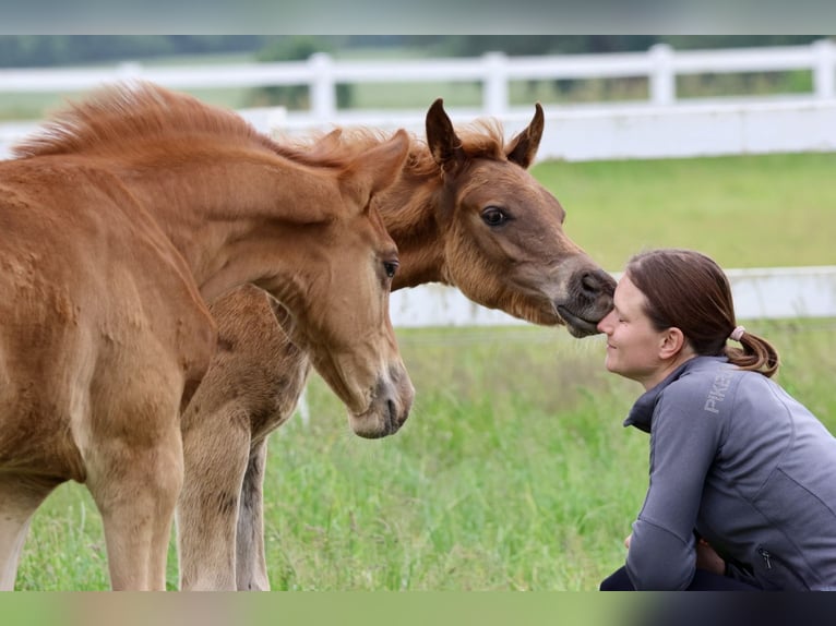 Arabiskt fullblod Hingst Föl (03/2024) fux in Bad Oldesloe