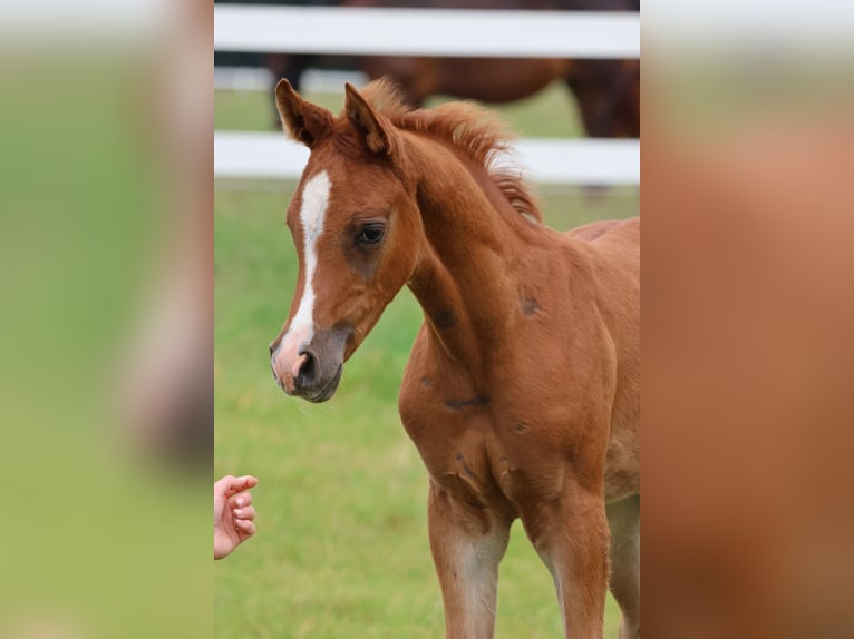 Arabiskt fullblod Hingst Föl (04/2024) fux in Bad Oldesloe