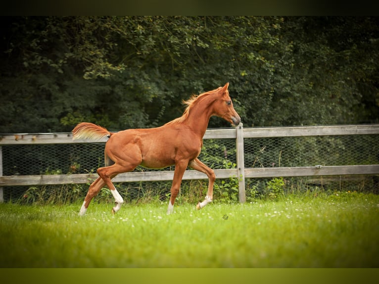 Arabiskt fullblod Hingst Föl (03/2024) fux in Bilzen