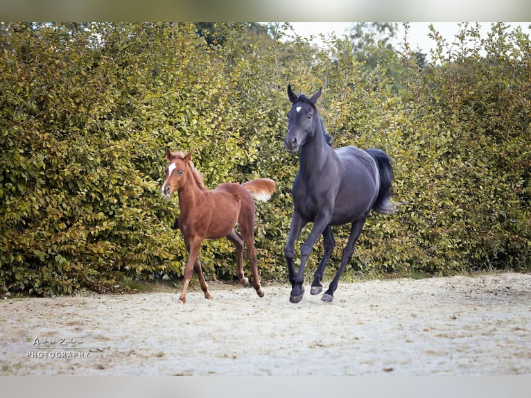 Arabiskt fullblod Hingst Föl (06/2024) Fux in Scheeßel