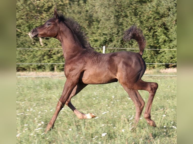 Arabiskt fullblod Hingst Föl (07/2024) Grå in Thalmässing