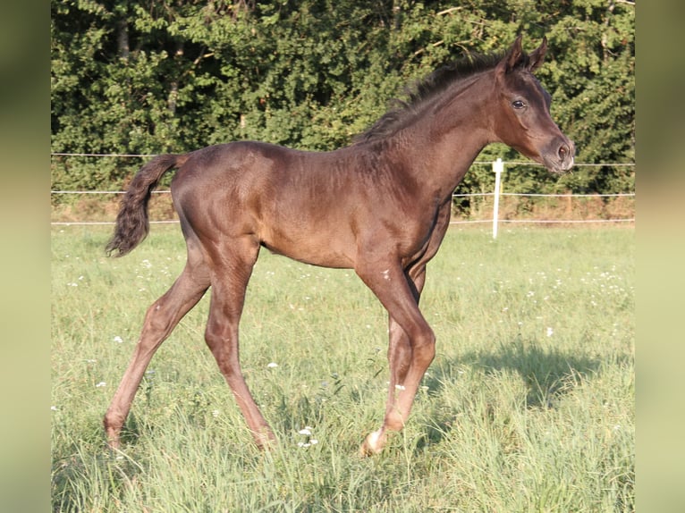 Arabiskt fullblod Hingst Föl (07/2024) Grå in Thalmässing