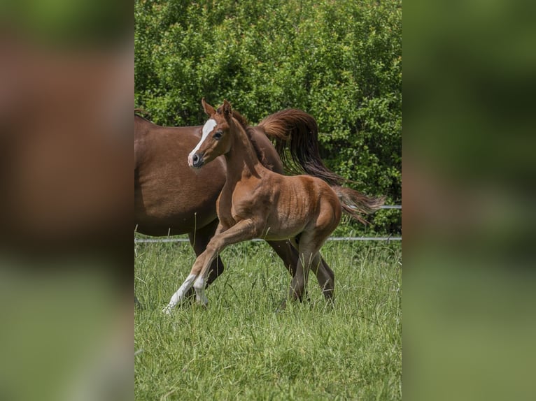 Arabiskt fullblod Hingst Föl (04/2024) Grå in Gemünden (Felda)