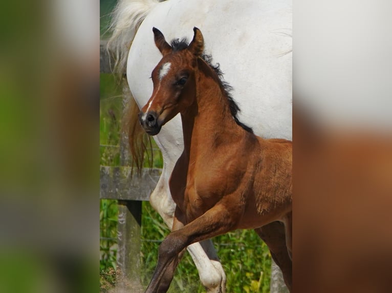 Arabiskt fullblod Hingst Föl (05/2024) Gråskimmel in Waalwijk