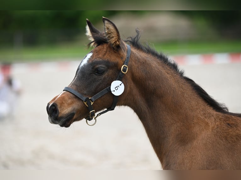 Arabiskt fullblod Hingst Föl (05/2024) Gråskimmel in Waalwijk