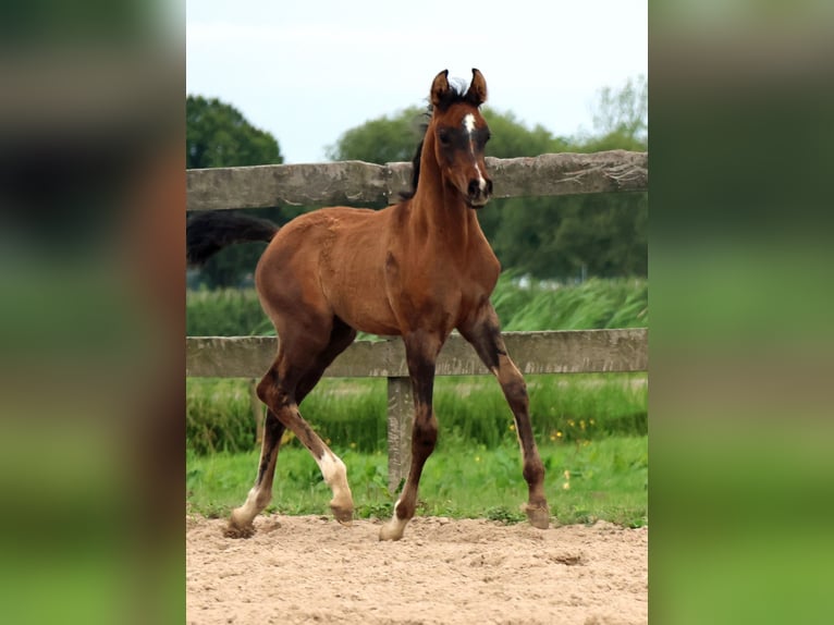 Arabiskt fullblod Hingst Föl (05/2024) Gråskimmel in Waalwijk