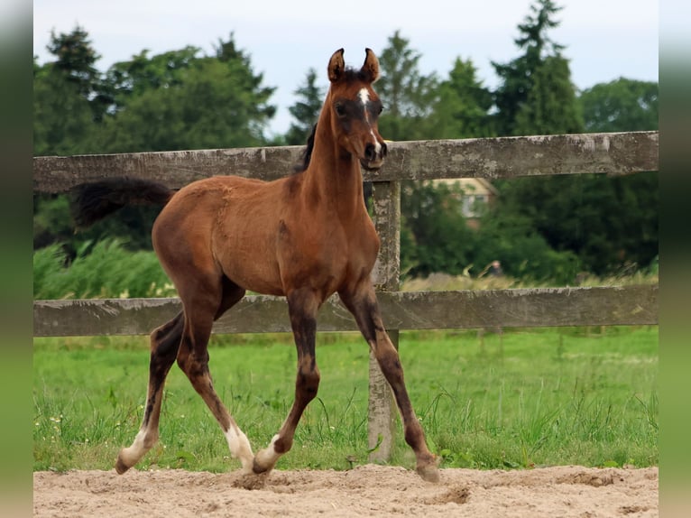 Arabiskt fullblod Hingst Föl (05/2024) Gråskimmel in Waalwijk