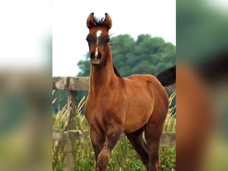 Arabiskt fullblod Hingst Föl (05/2024) Gråskimmel in Waalwijk