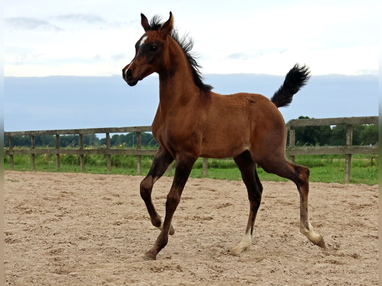 Arabiskt fullblod Hingst Föl (05/2024) Gråskimmel in Waalwijk