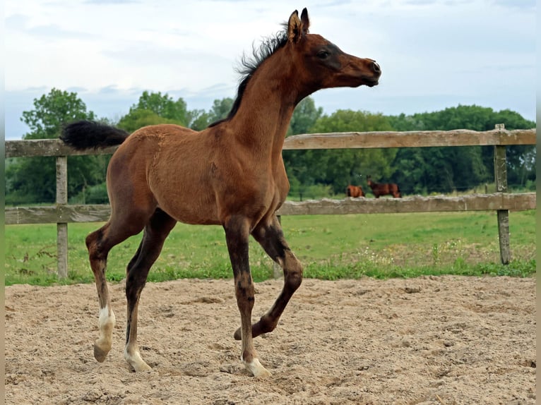 Arabiskt fullblod Hingst Föl (05/2024) Gråskimmel in Waalwijk