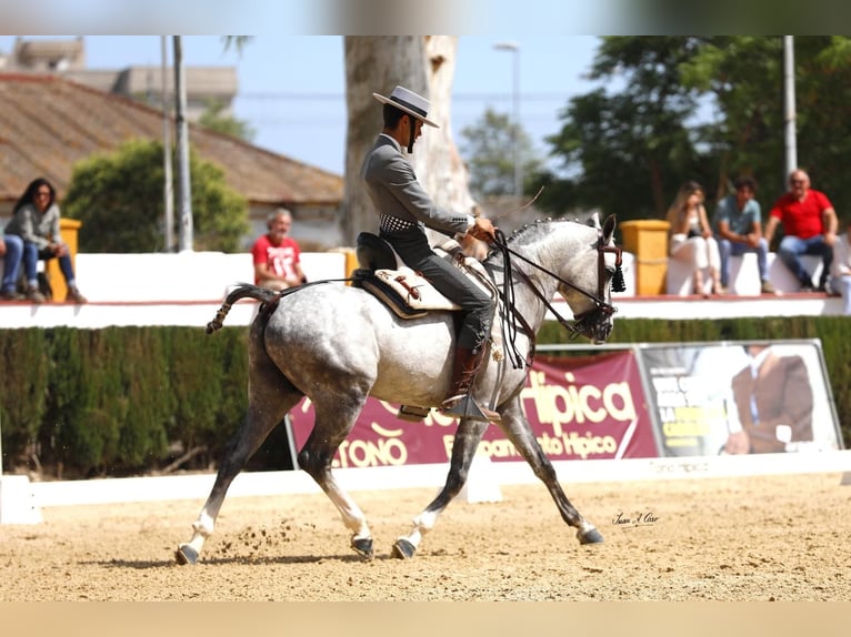 Arabiskt fullblod Hingst Grå in Jerez De La Frontera