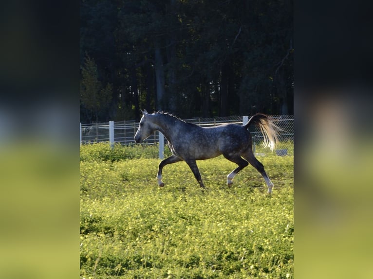 Arabiskt fullblod Hingst Grå in Jerez De La Frontera