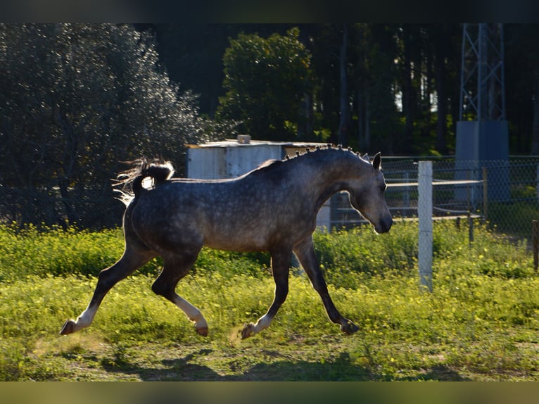 Arabiskt fullblod Hingst Grå in Jerez De La Frontera