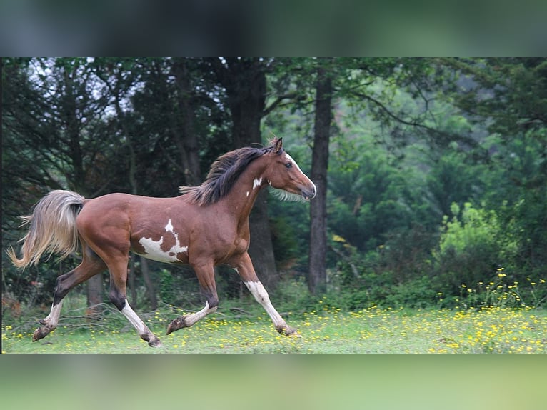 Arabiskt fullblod Hingst Sabino in GOVEN