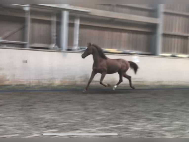 Arabiskt fullblod Hingst in Berlin