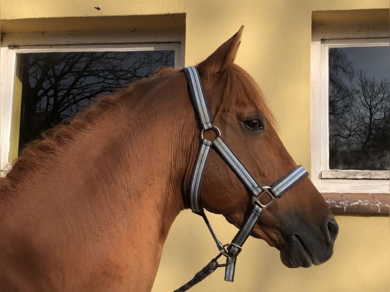 Arabiskt fullblod Hingst in Berlin