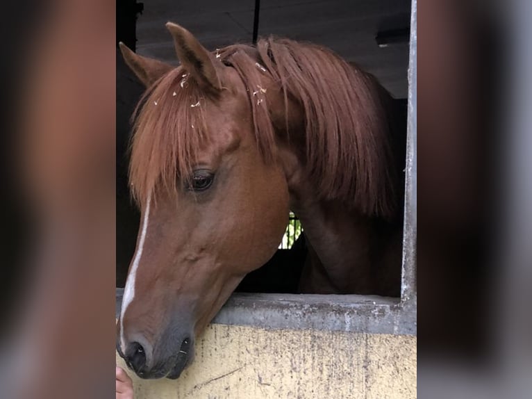 Arabiskt fullblod Hingst in Berlin