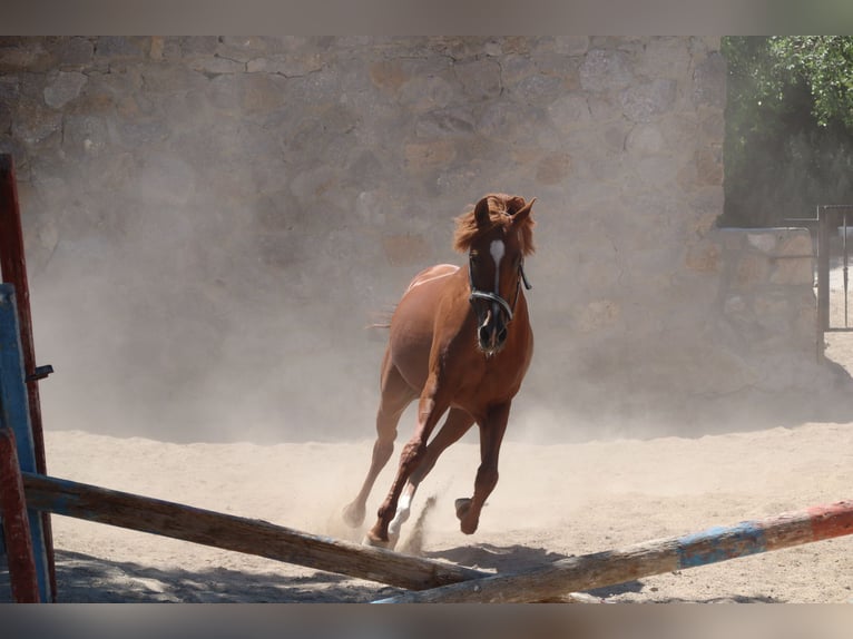 Arabiskt fullblod Hingst in Berlin