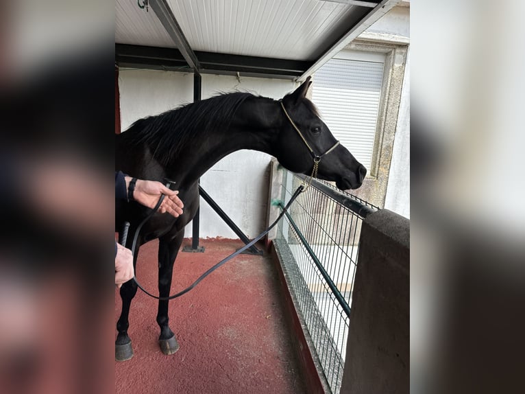 Arabiskt fullblod Sto 10 år 144 cm Svart in ACoruña