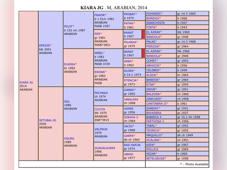 Arabiskt fullblod Sto 10 år 144 cm Svart in ACoruña