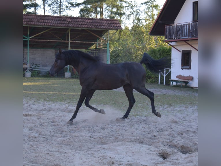 Arabiskt fullblod Sto 10 år 153 cm Svart in Buczków