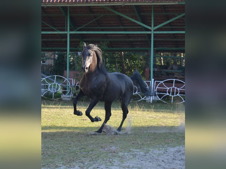 Arabiskt fullblod Sto 10 år 153 cm Svart in Buczków