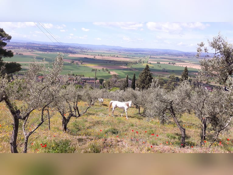 Arabiskt fullblod Sto 11 år 152 cm Grå in Cortona