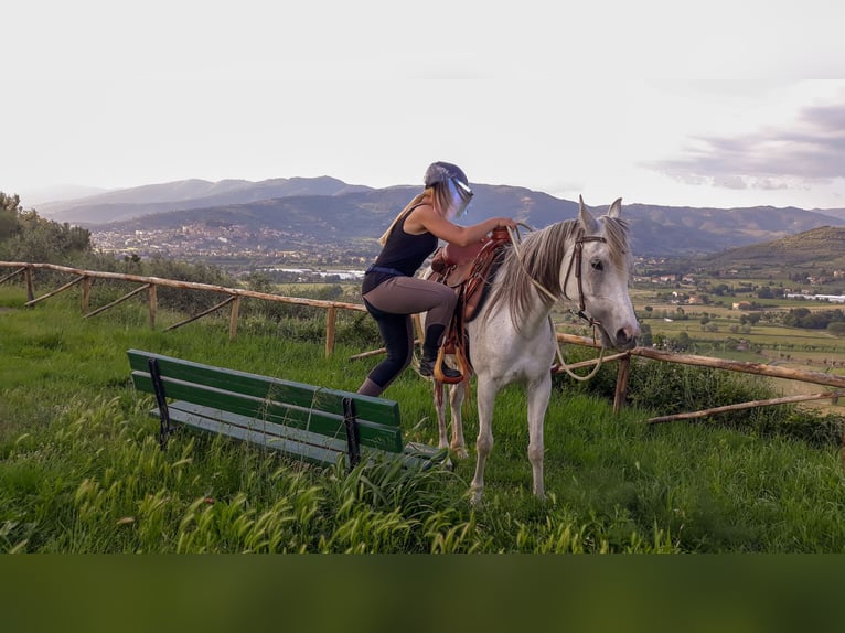 Arabiskt fullblod Sto 11 år 152 cm Grå in Cortona