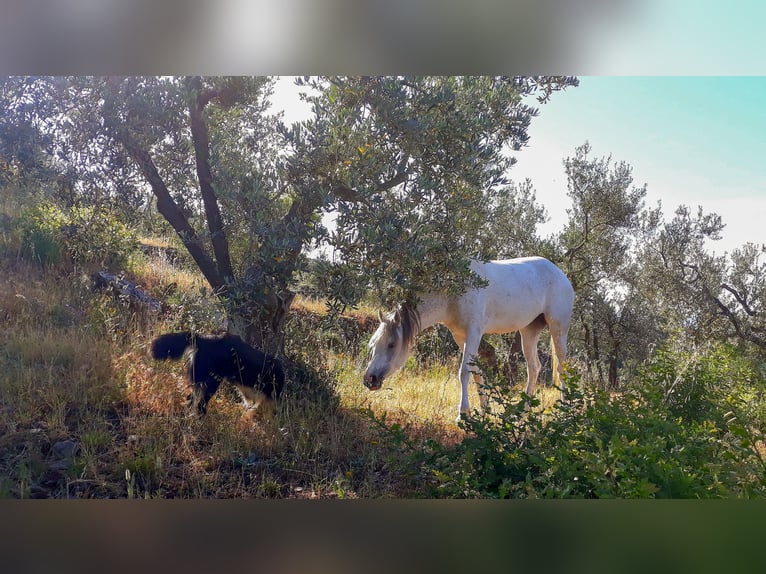Arabiskt fullblod Sto 11 år 152 cm Grå in Cortona