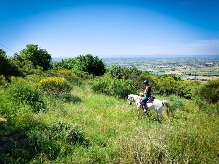 Arabiskt fullblod Sto 11 år 152 cm Grå in Cortona