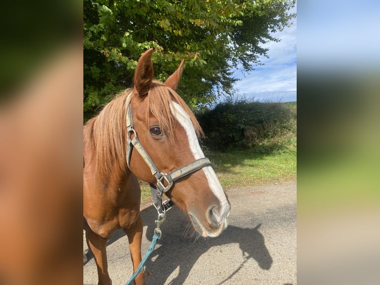 Arabiskt fullblod Sto 12 år 150 cm fux in Argenbühl