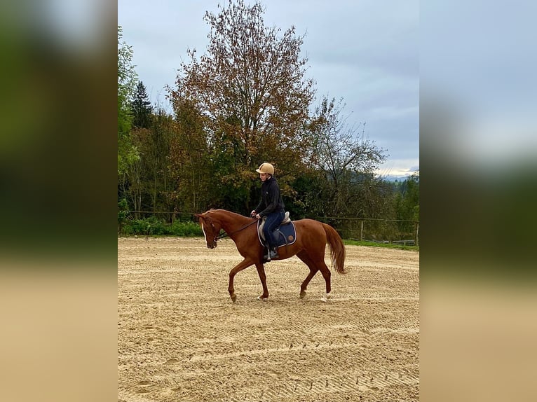 Arabiskt fullblod Sto 12 år 150 cm fux in Argenbühl