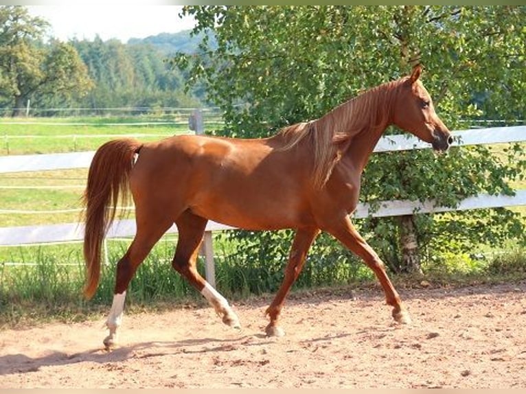 Arabiskt fullblod Sto 12 år 153 cm fux in Freiamt