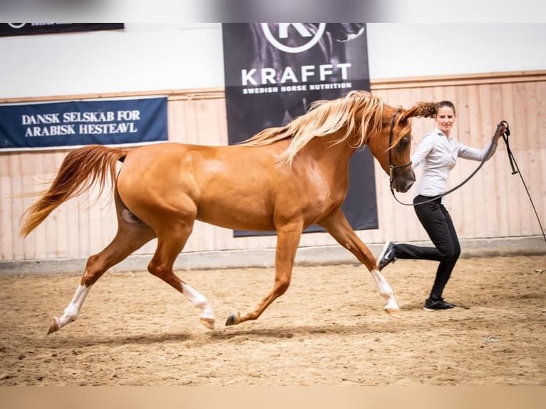 Arabiskt fullblod Sto 12 år 156 cm Fux in Amerang