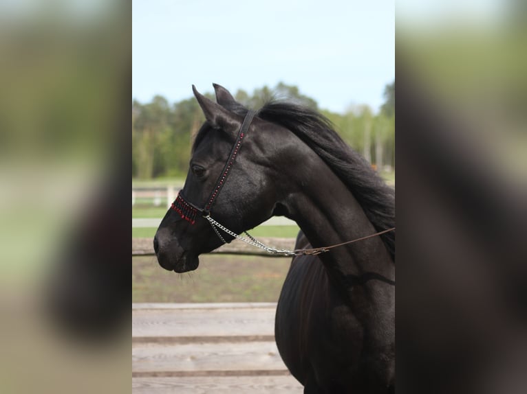 Arabiskt fullblod Sto 14 år 154 cm Svart in Santok