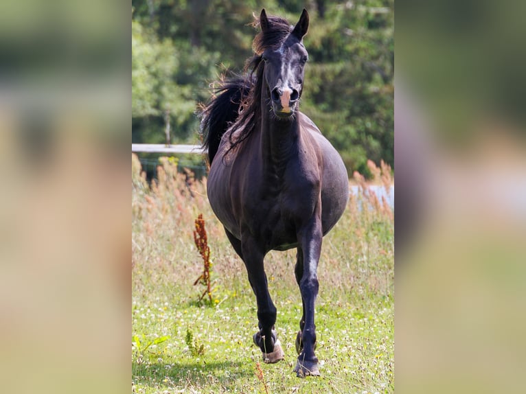 Arabiskt fullblod Sto 14 år 155 cm Svart in Hobro