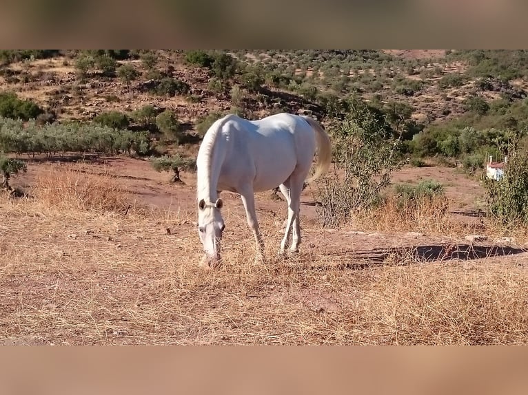 Arabiskt fullblod Sto 16 år 146 cm Vit in Malaga