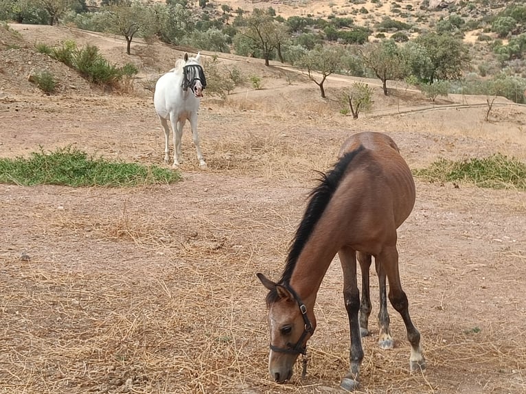 Arabiskt fullblod Sto 16 år 146 cm Vit in Malaga