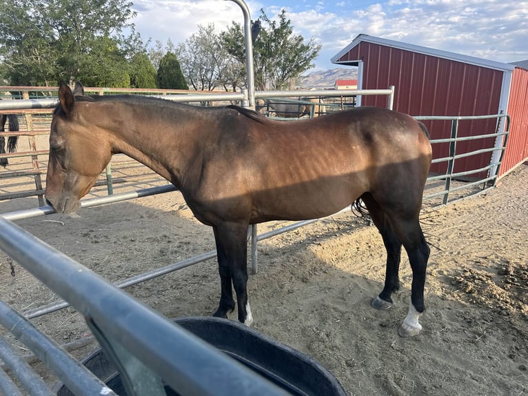 Arabiskt fullblod Blandning Sto 17 år 142 cm Brun in Reno