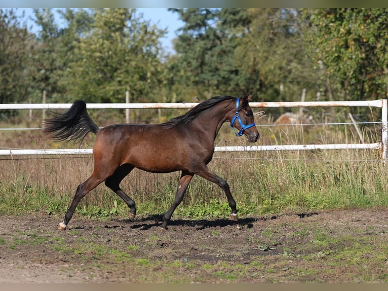 Arabiskt fullblod Sto 1 år 148 cm Brun in Lodz