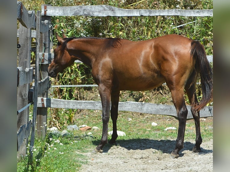 Arabiskt fullblod Sto 1 år 150 cm Brun in Koprivnica