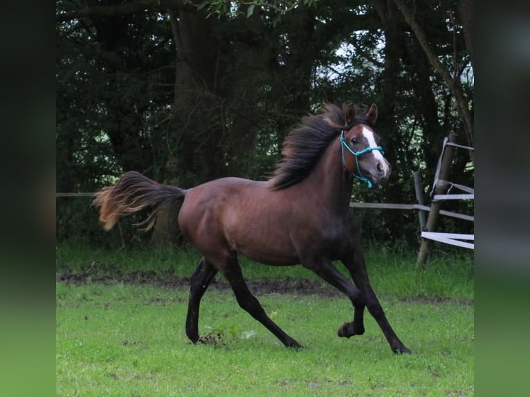 Arabiskt fullblod Sto 1 år 150 cm Kan vara vit in Jever