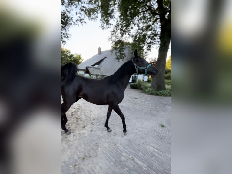 Arabiskt fullblod Sto 1 år 150 cm Svart in Uddel