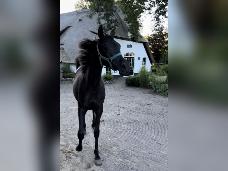 Arabiskt fullblod Sto 1 år 150 cm Svart in Uddel