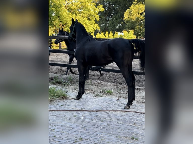 Arabiskt fullblod Sto 1 år 150 cm Svart in Uddel