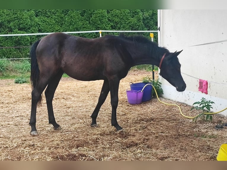 Arabiskt fullblod Sto 1 år 154 cm Svart in Mengen