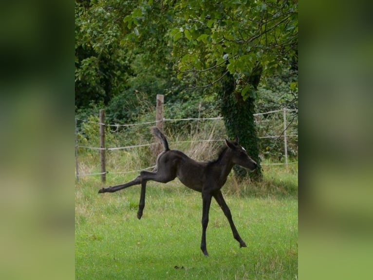 Arabiskt fullblod Sto 1 år 154 cm Svart in Neuried