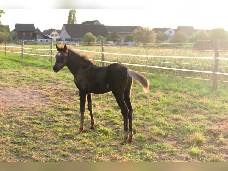 Arabiskt fullblod Sto 1 år 154 cm Svart in Neuried