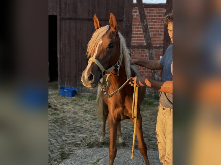 Arabiskt fullblod Sto 1 år 155 cm Fux in Alfeld (Leine)